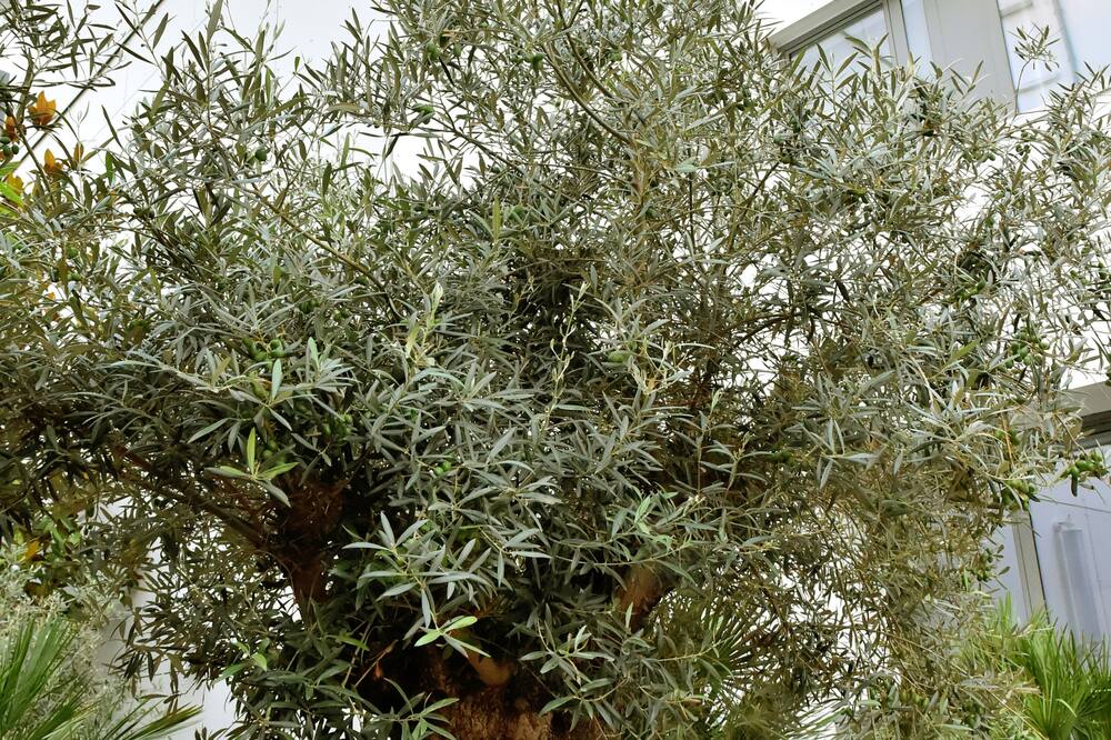 Best Western Plus Central Park Hotel & Spa 写真