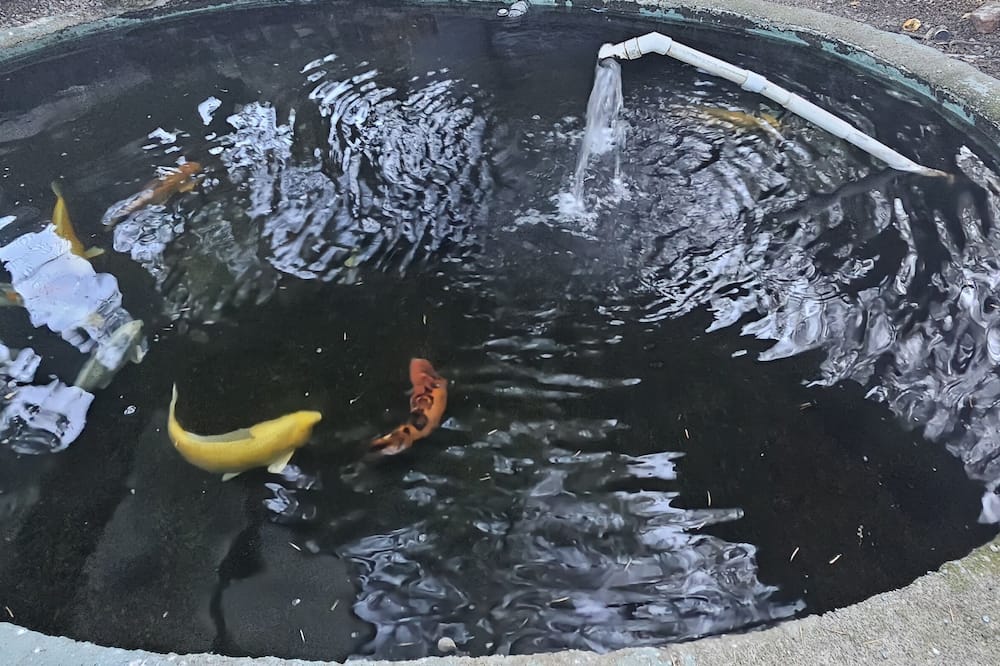 シダー ロッジ モーテル 写真