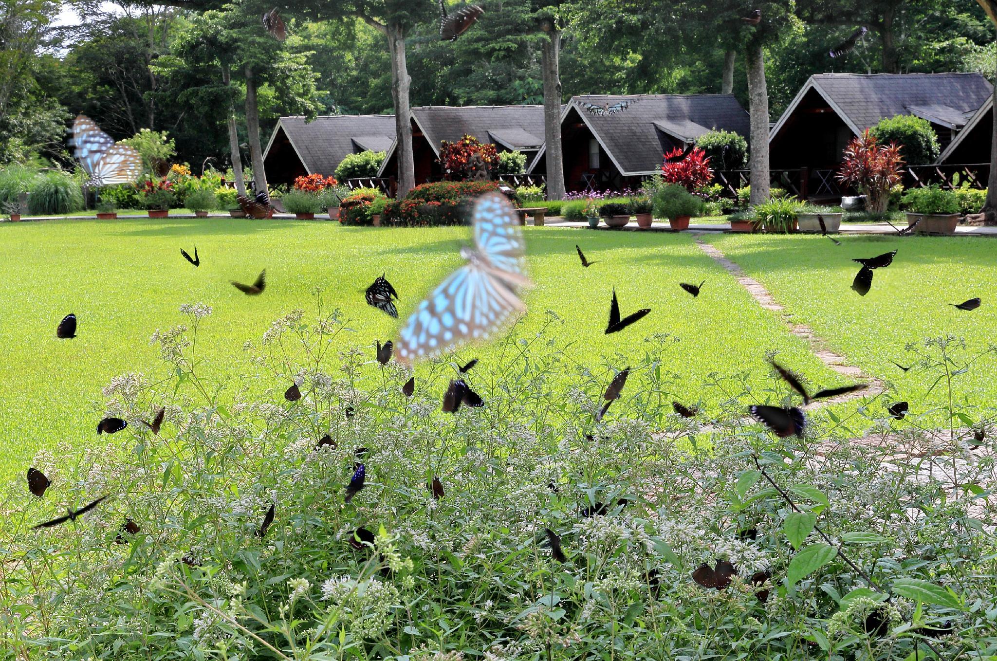 アトゥナス ホリデイ カントリー リゾート 写真