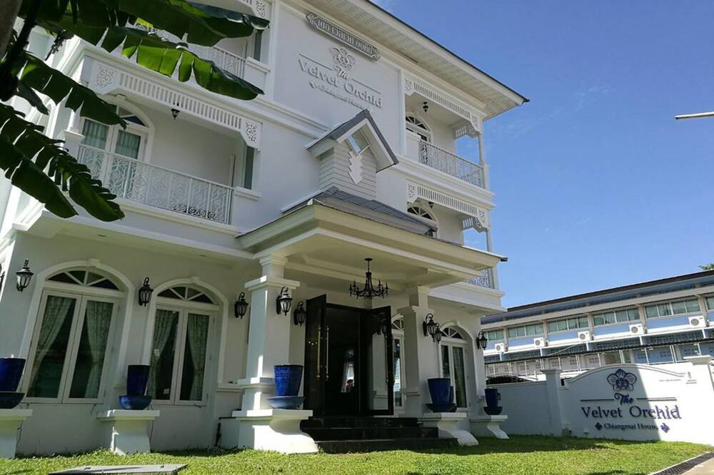 Velvet orchid 写真