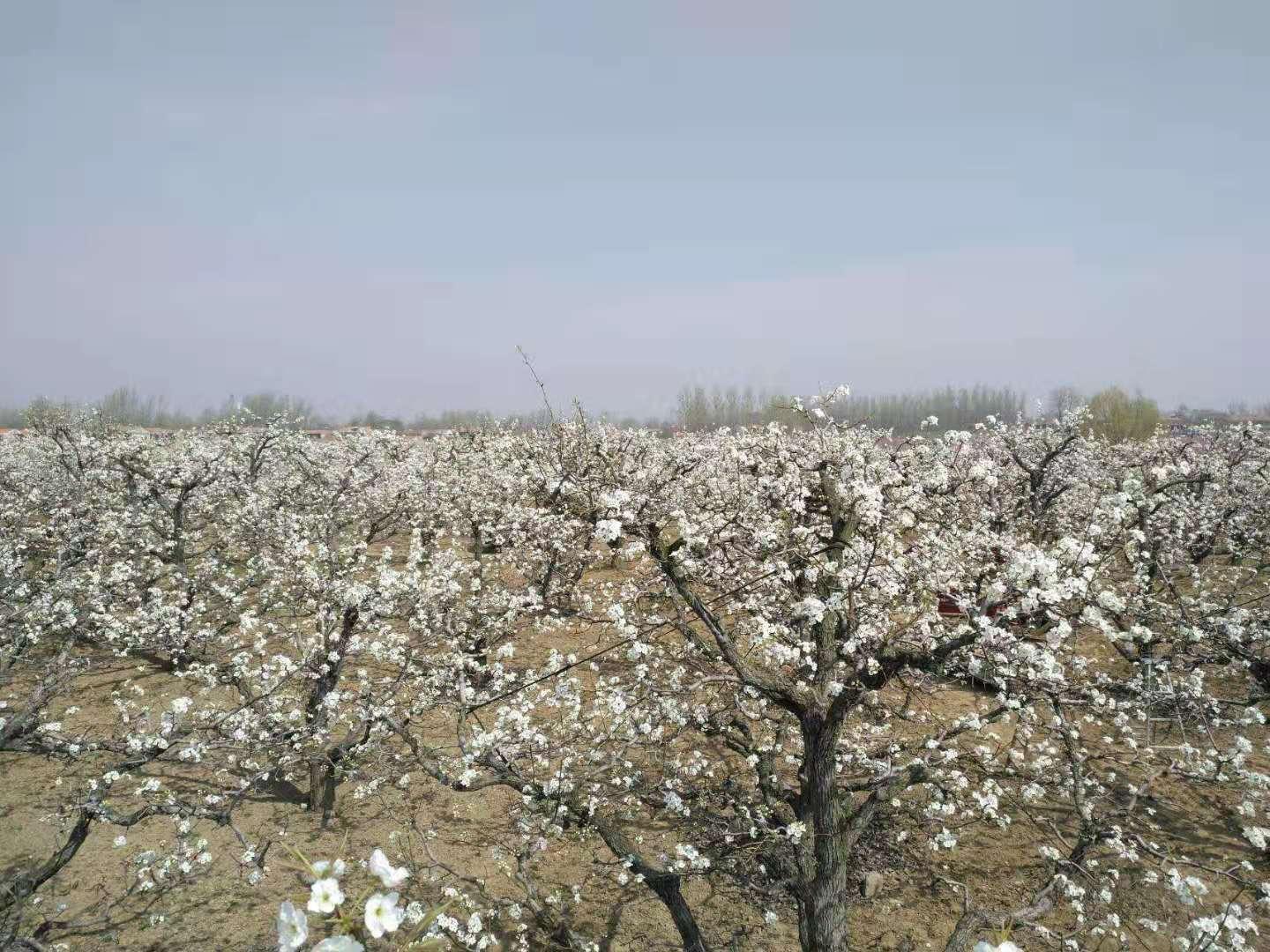 ダブルツリー バイ ヒルトン アンフイ スージョウ 写真