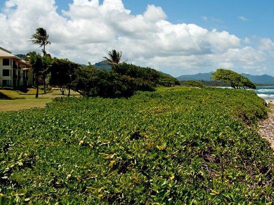 カウアイ ビーチ ヴィラズ 写真