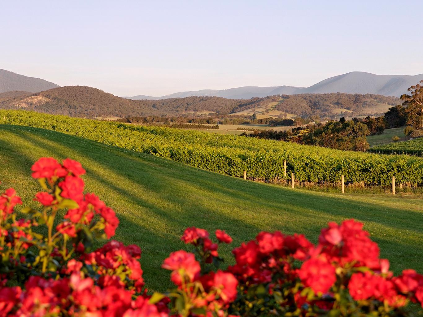 バルゴーニ エステート バインヤード リゾート&スパ 写真