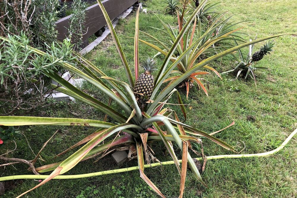 ハワイ アイランド リゾート 写真