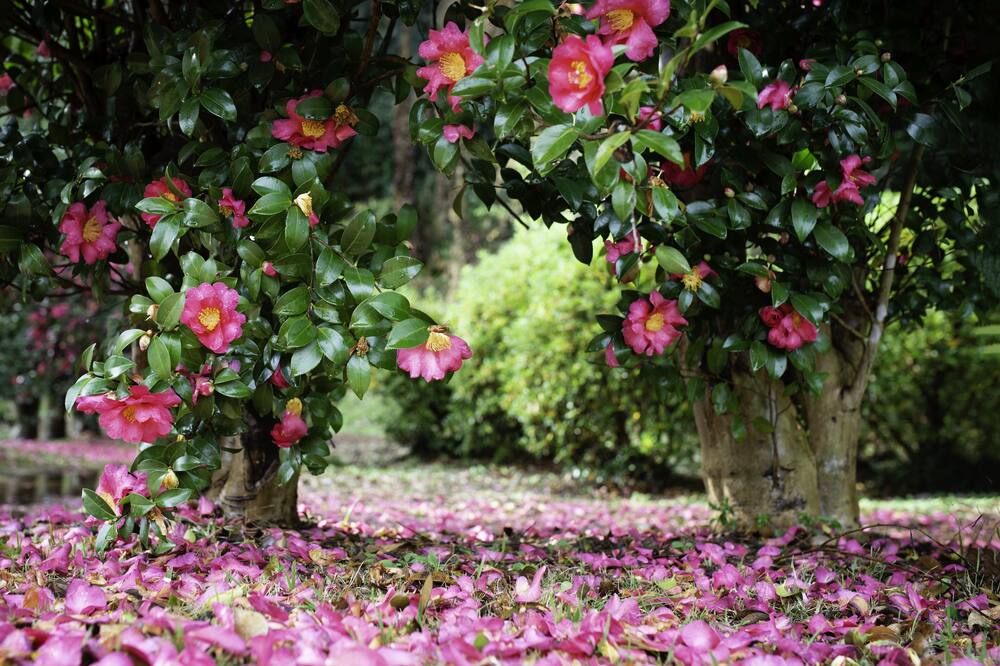 済州神話ワールド ランディング リゾート 写真