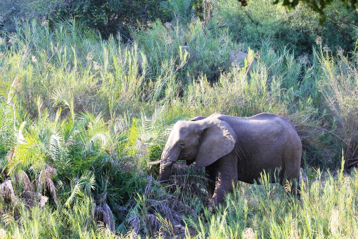 アハ マカラリ プライベート ゲーム ロッジ 写真