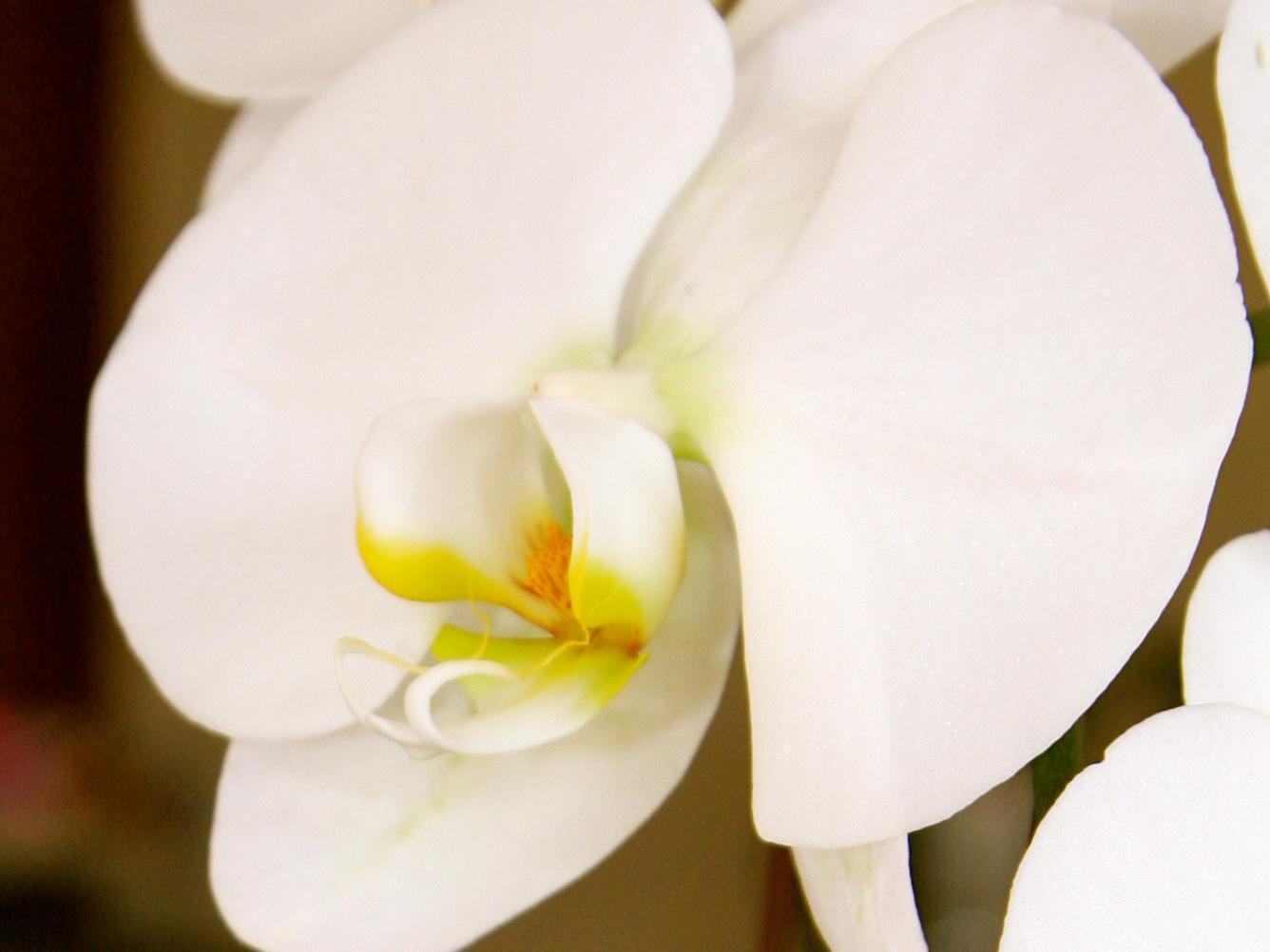 フォー パームス アコモデーション 写真