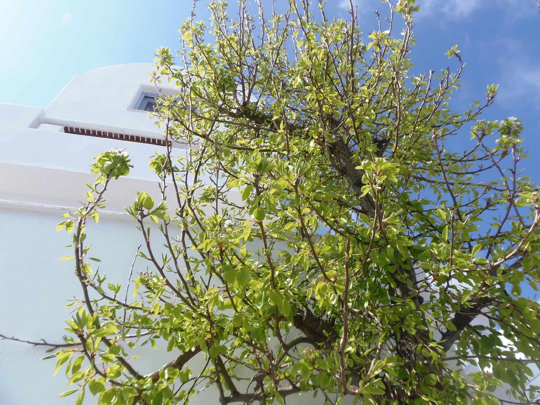 エルカザ ヴィラ 写真