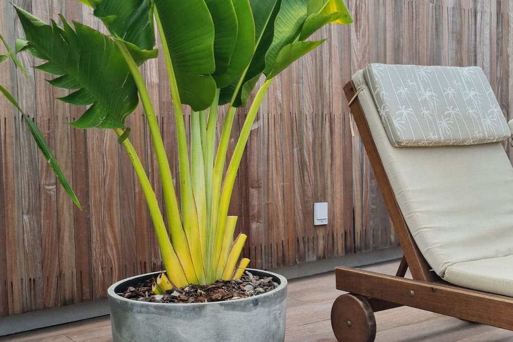 Carmel Express 写真