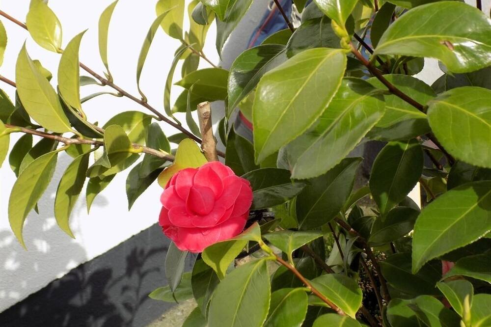 Flynns of Termonfeckin 写真