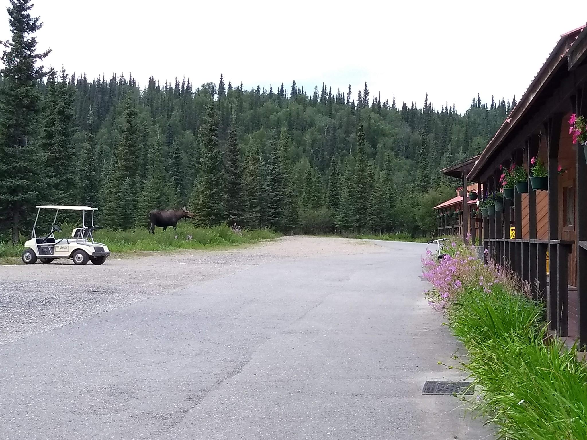 White Moose Lodge 写真