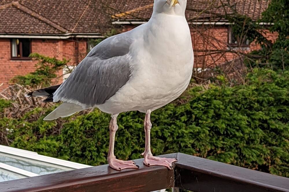 サマーフィールズ ハウス 写真