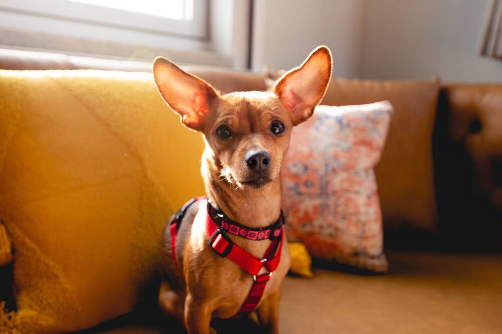 ザ モダニスト ホテル 写真