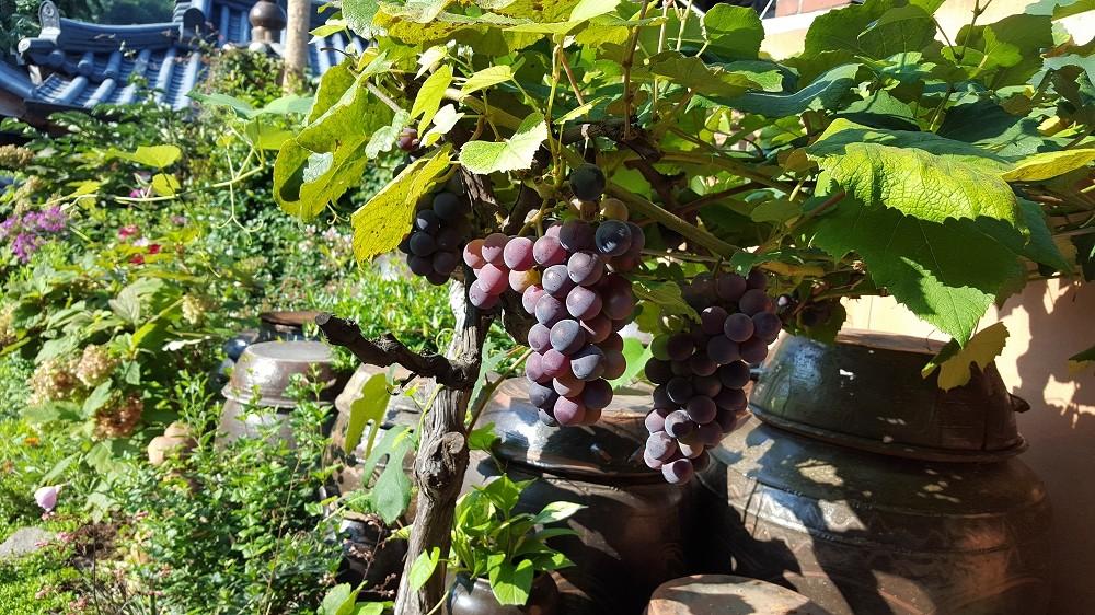 Jeonju Hanok Maeul Hanok Gotek Bugyeongdang 写真