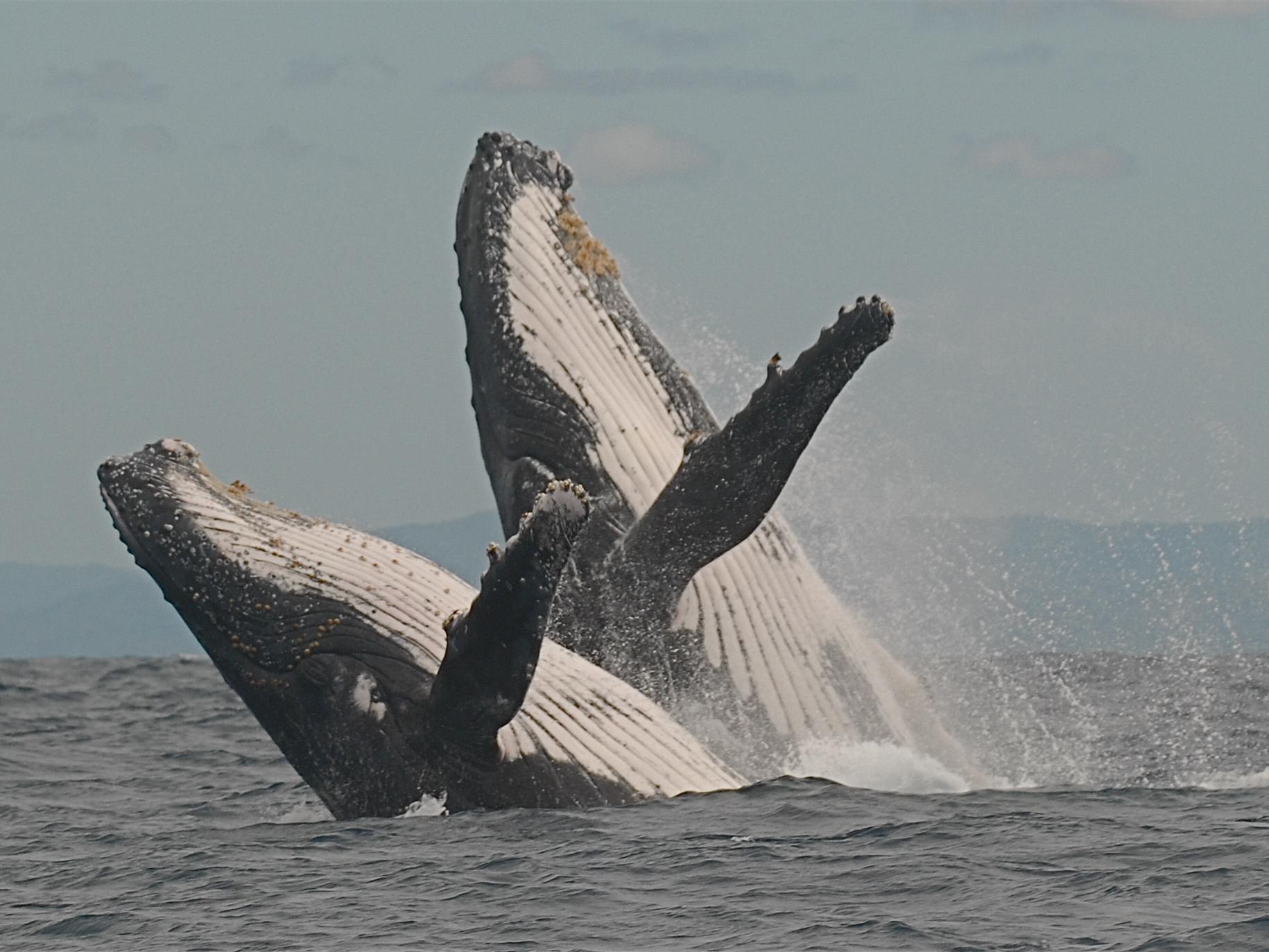 プリンセス ボラ ロッジ スパ 写真