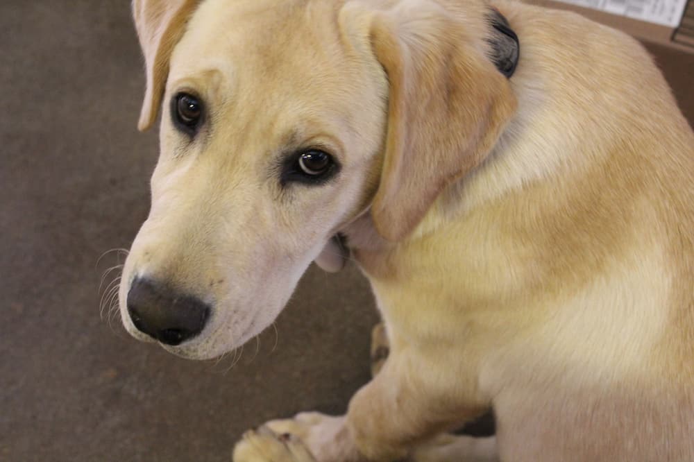 シボロ クリーク ランチ アンド リゾート 写真