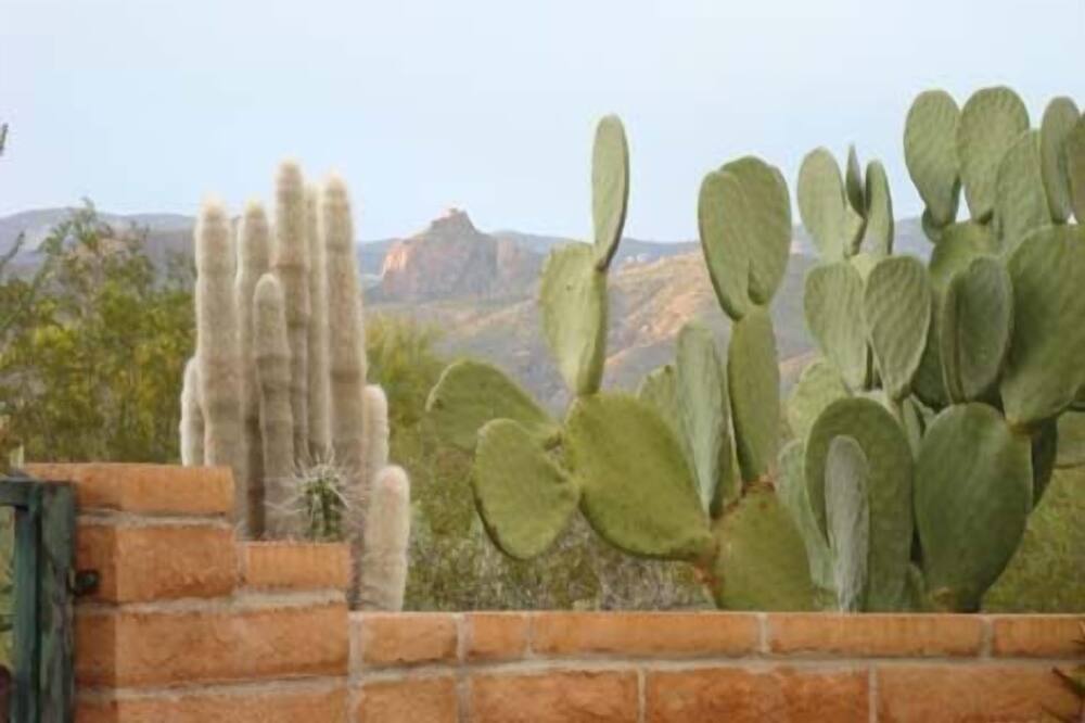 カクタス コーブ 写真