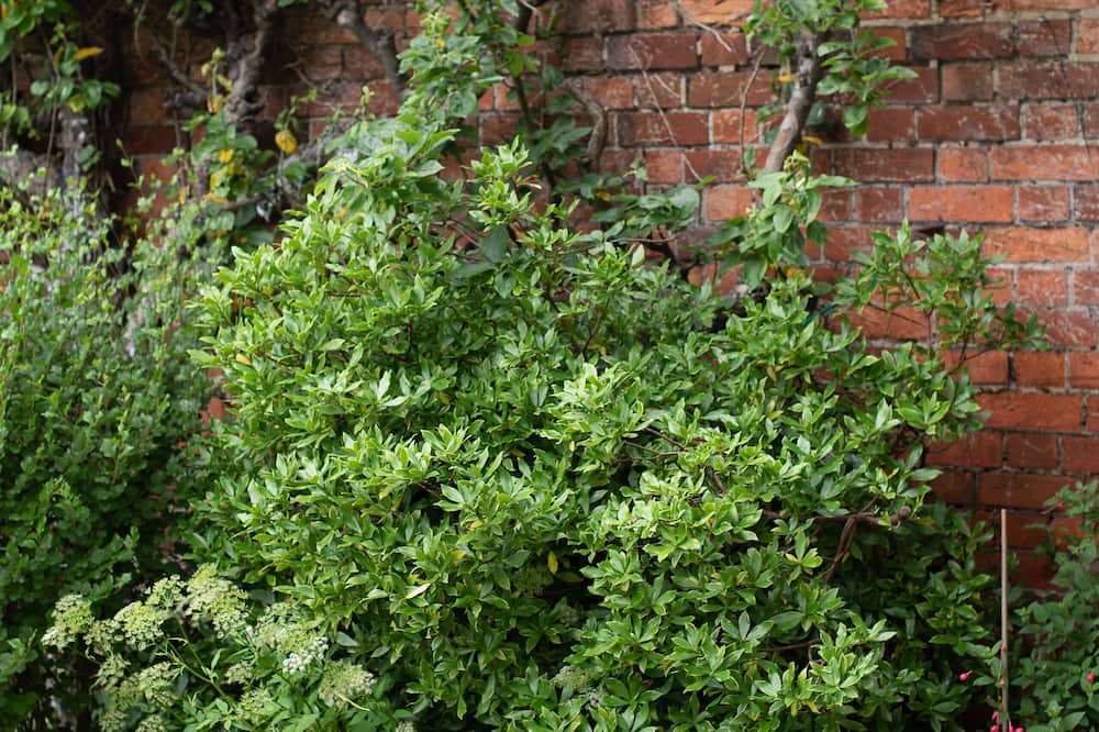 コリニアム ホテル＆レストラン 写真