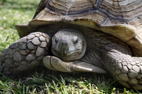 Les Palétuviers 写真