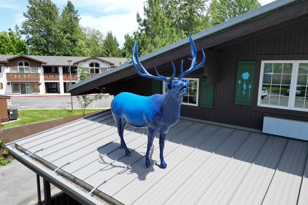 ブルー エルク イン 写真