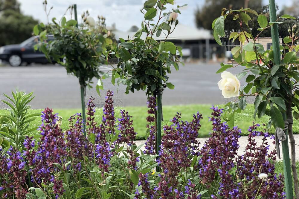 エルム ツリー モーテル 写真
