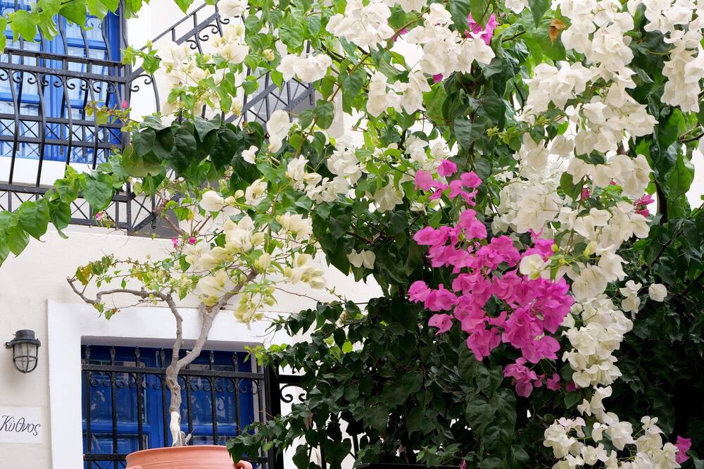 キクラドニシア トラディショナル セトルメント 写真