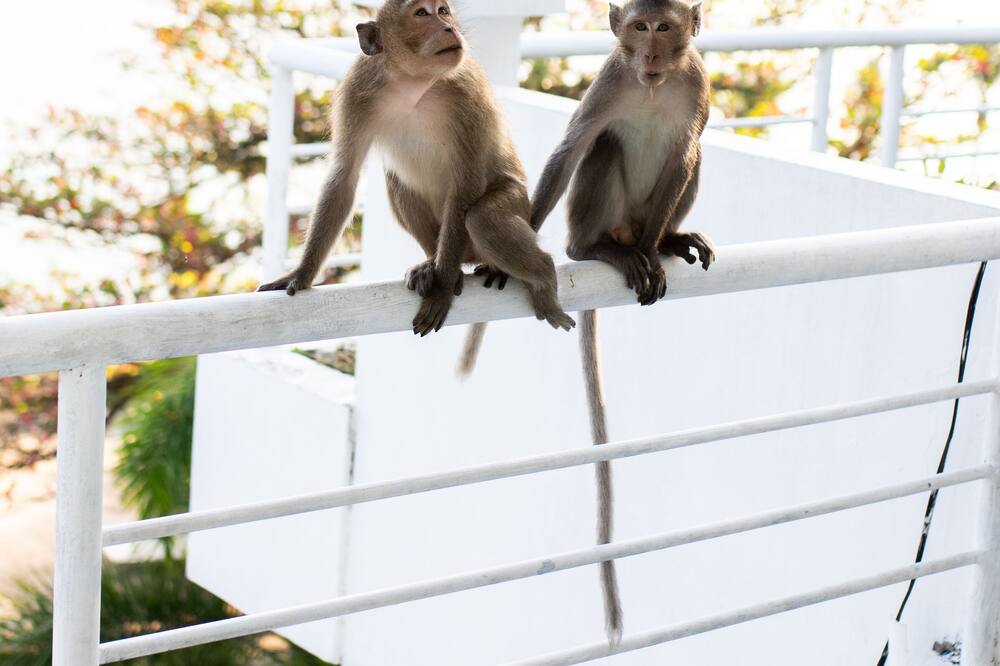 サラヴォアン ケップ 写真