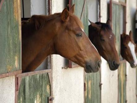 The Stables- Deer Park Farm 写真