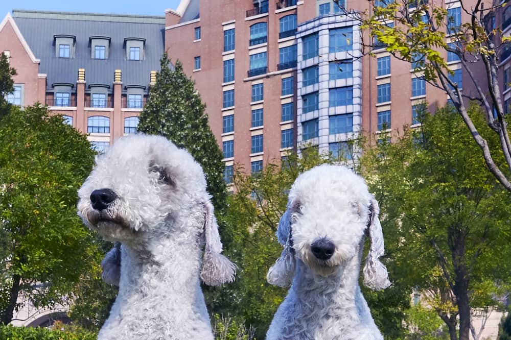 Crowne Plaza Tianjin Jinnan By IHG 写真