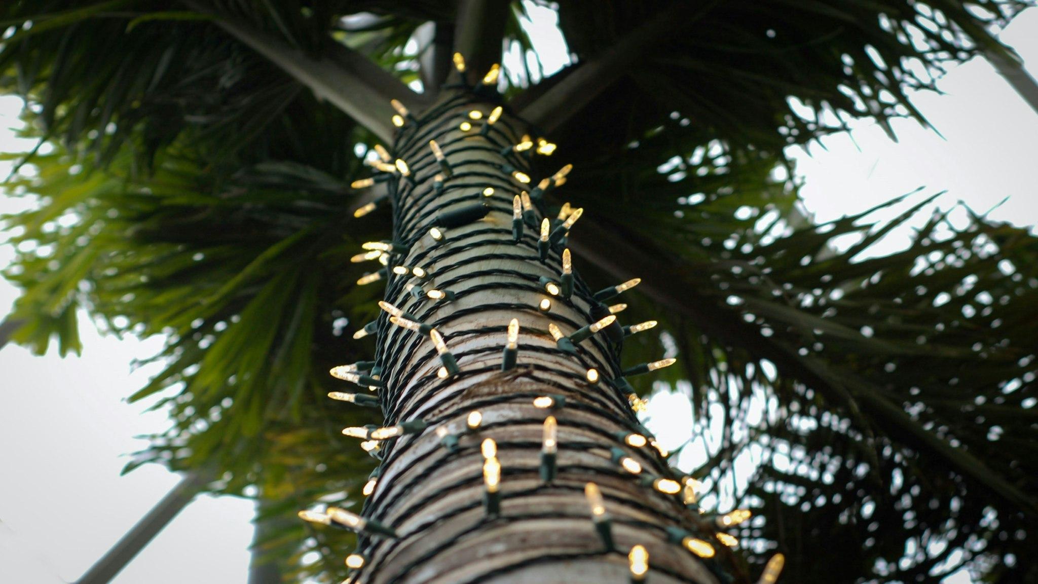 Holiday Inn Tampa North By IHG 写真