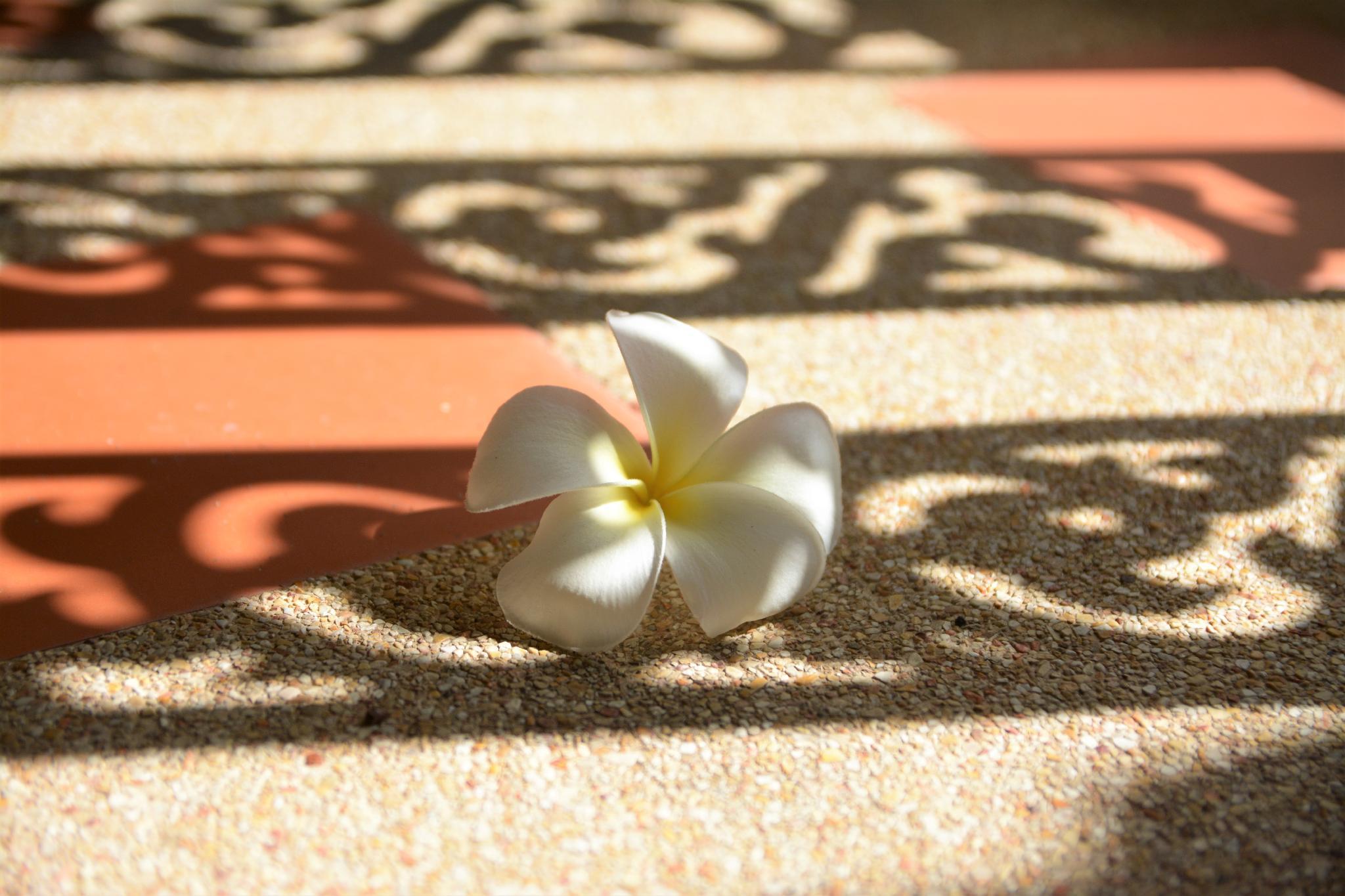 ラック スワン リゾート 写真