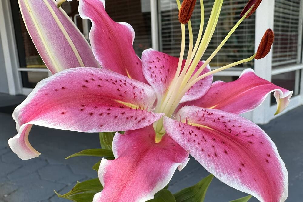 ネイションズイン オブ ウェイクカウンティ - ラリー クラブツリー 写真