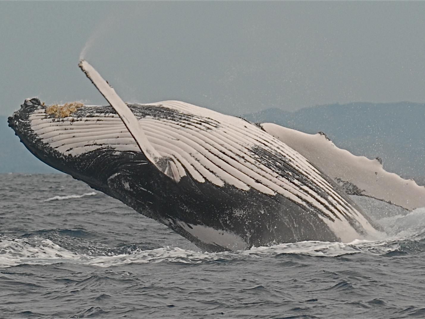 プリンセス ボラ ロッジ スパ 写真
