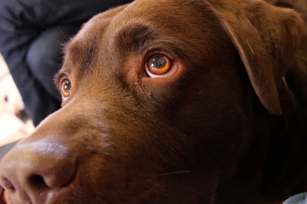 Hôtel Escatel 写真