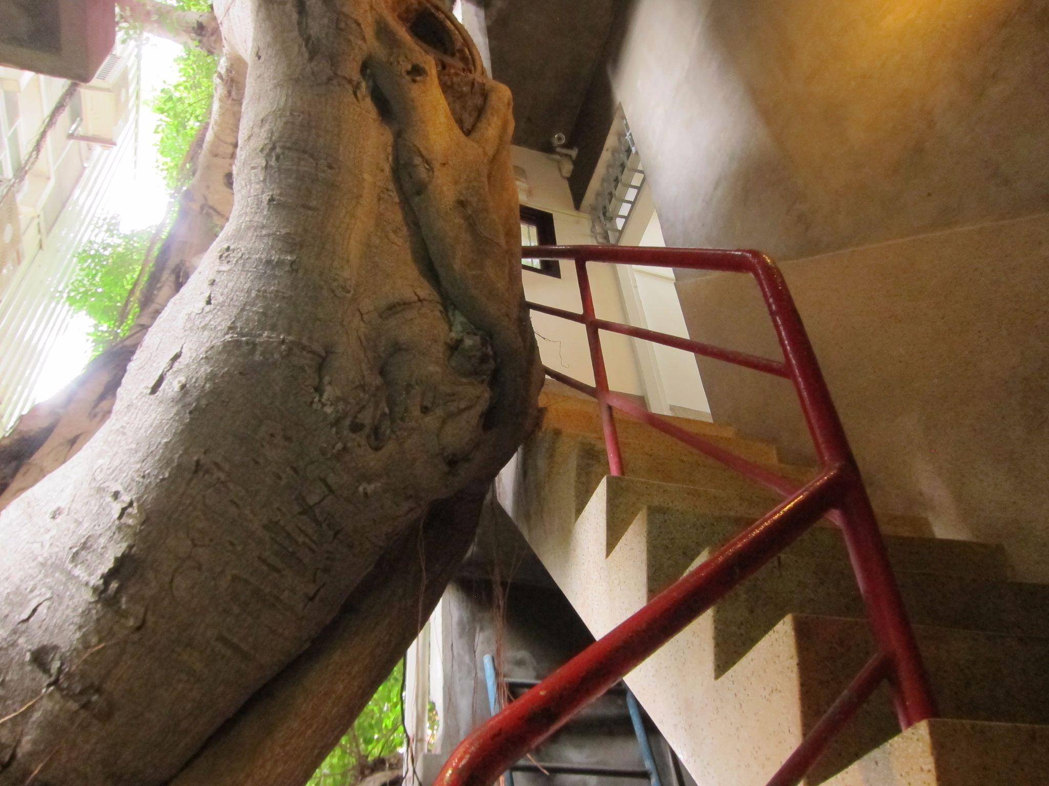 シェンノン 147 ホステル (神榕147民宿) 写真