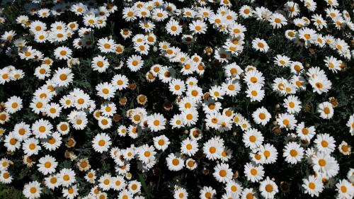 リブ アズ ローカルズ アパートメンツ 写真