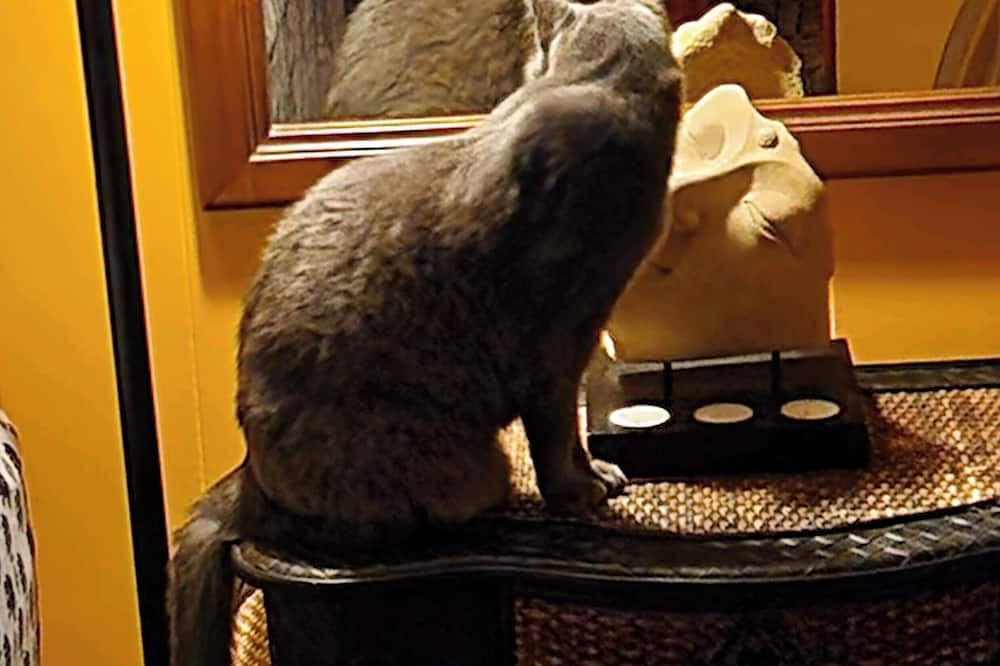 マウケレ ロッジ 写真