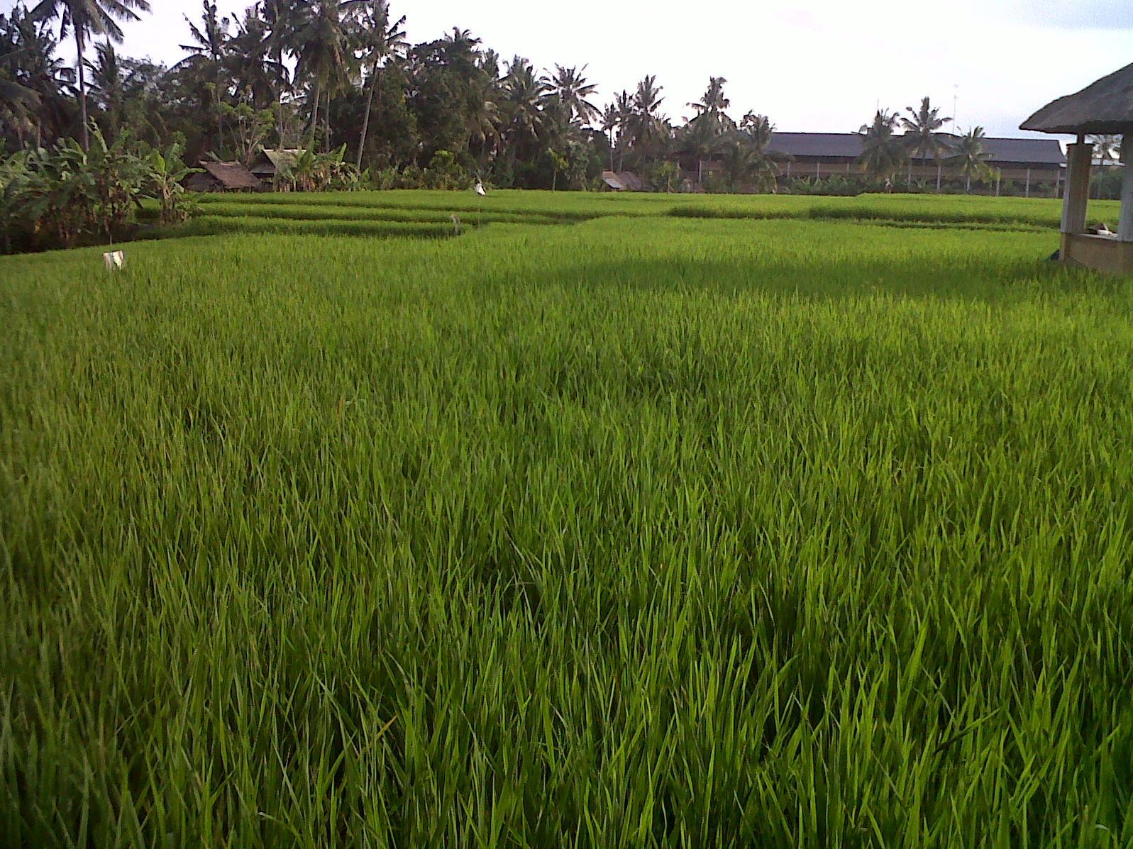 ビユククン スイーツ & スパ 写真