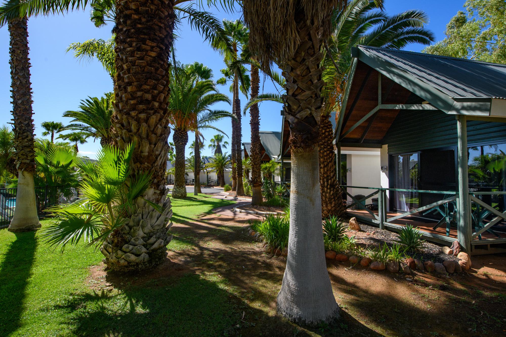 デザート パームス アリス スプリングス 写真