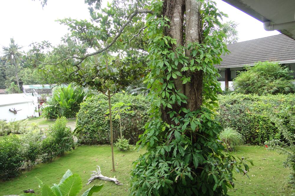 バライ ツコ ガーデン イン 写真