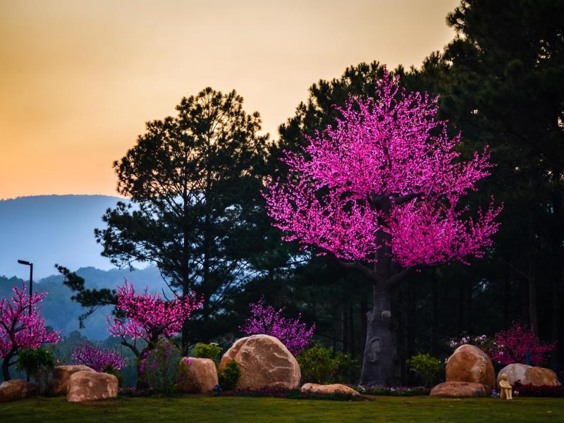 テラコッタ ホテル アンド リゾート ダラット 写真