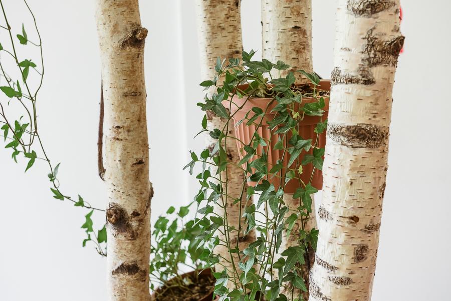 ダウンタウン フォレスト ホステル & キャンピング 写真