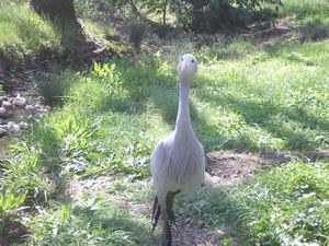 神茶間信者獲得の旅！（いつからそうなった！？）Calistogaの巻1