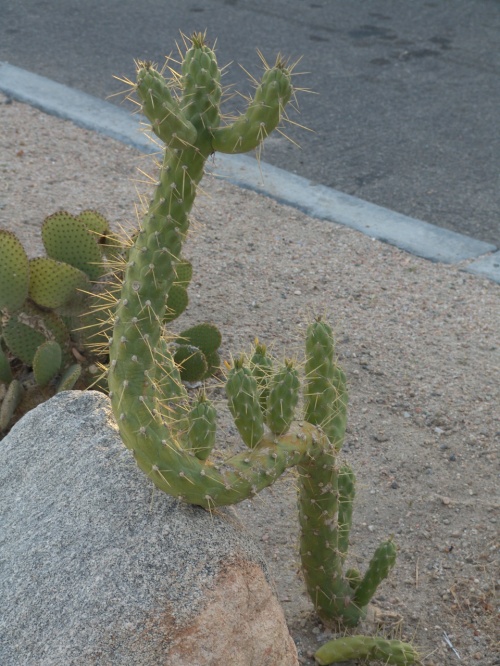 カリフォルニアの温泉 − 第二弾