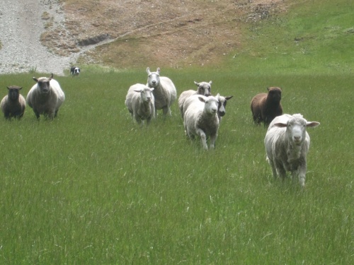 子連れでニュージーランド旅行　　7-ウォルターピーク