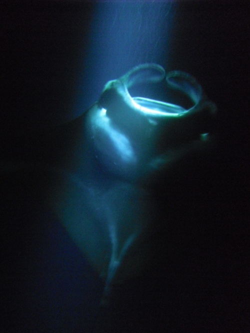 コナ発！ハワイ島で温泉に入る（２日目）