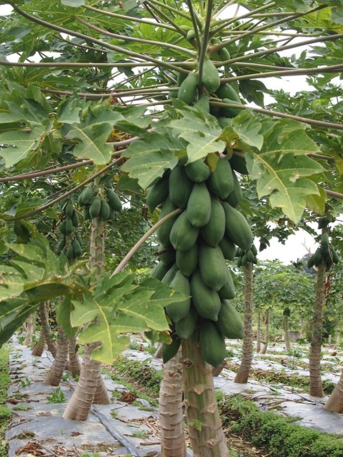 2012～2013年末年始台湾東部温泉の旅（5日目その１）