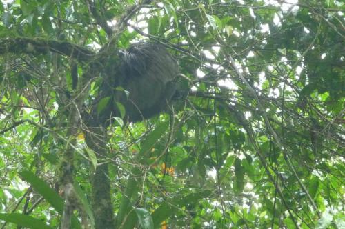 早朝OTS(Organization for Tropical Studies)のLa Selva自然保護区へ出かけるも雨に会う。ナマケモノを見つけるが寝てばかり。
