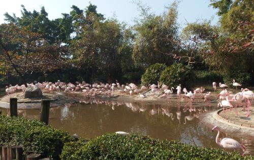 大浴場があるホテルに泊まって台湾一周・・・八日目「動物園に行こう」　台南編②