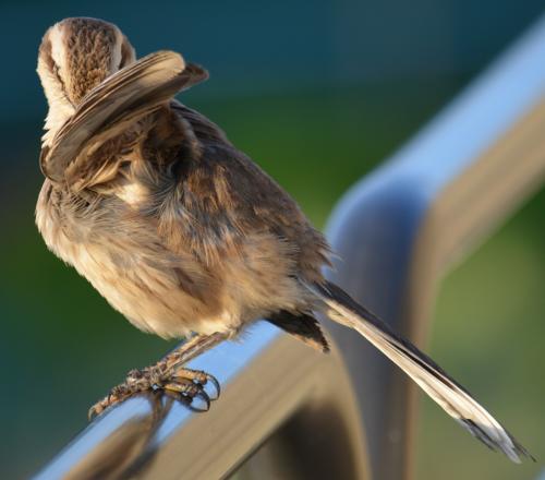 ただの..ブエノス・アイレス動物園、見所が無いけど、覘いてみる(ブエノスアイレス／アルゼンチン)